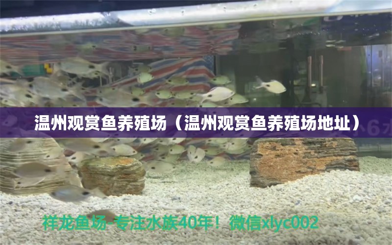 温州观赏鱼养殖场（温州观赏鱼养殖场地址）