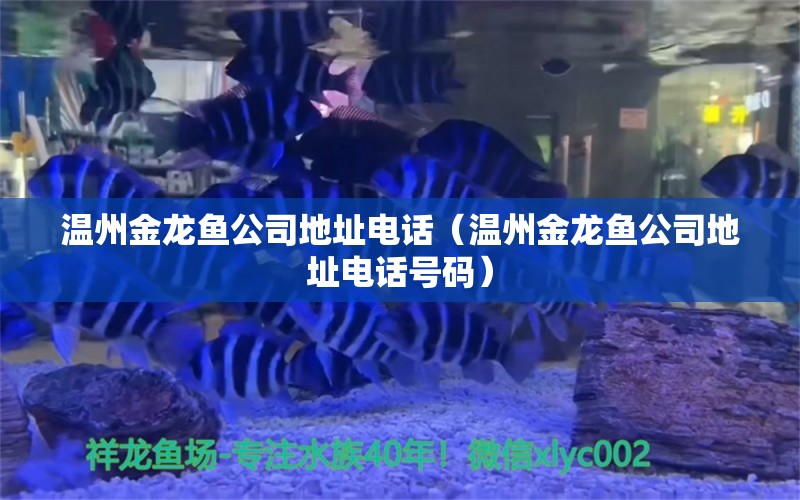 温州金龙鱼公司地址电话（温州金龙鱼公司地址电话号码） 祥龙水族医院