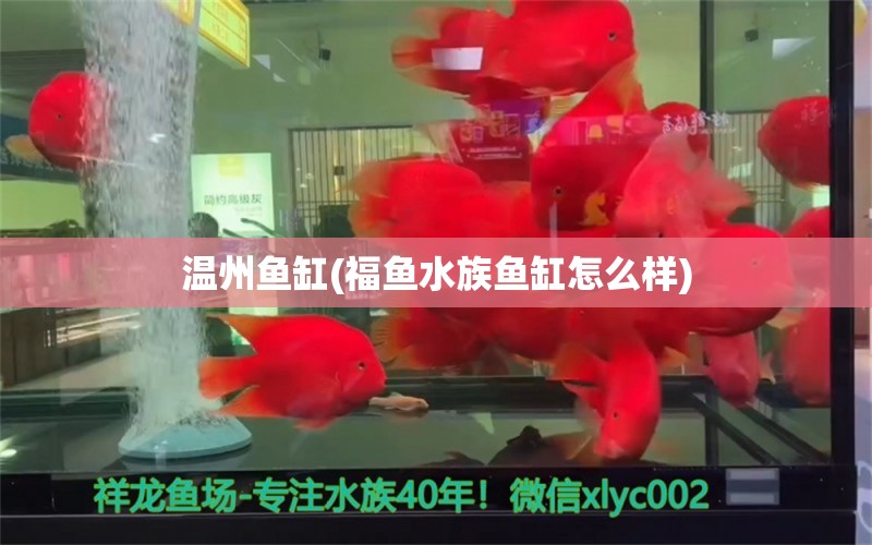 温州鱼缸(福鱼水族鱼缸怎么样)