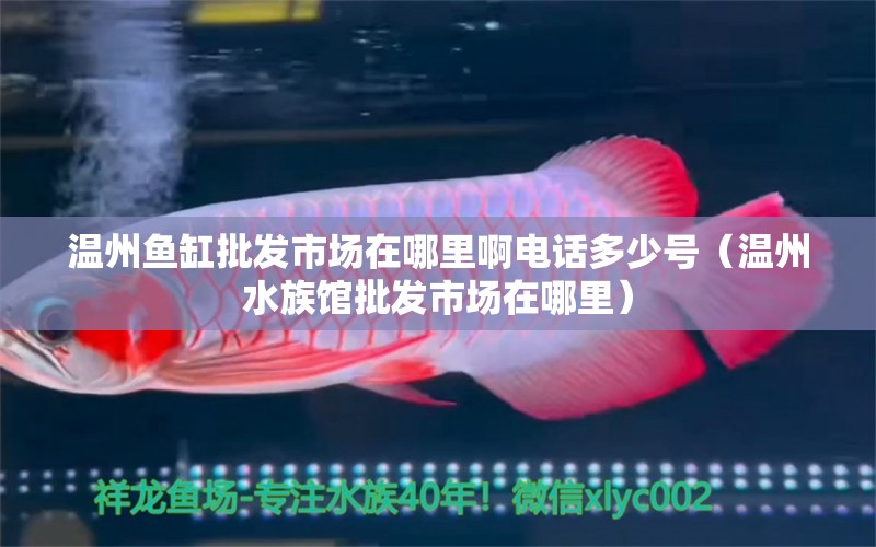 温州鱼缸批发市场在哪里啊电话多少号（温州水族馆批发市场在哪里）