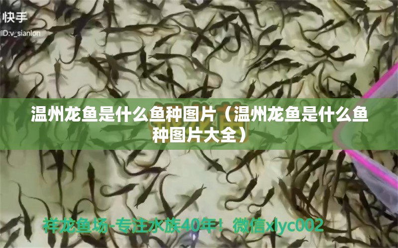 温州龙鱼是什么鱼种图片（温州龙鱼是什么鱼种图片大全） 观赏鱼市场（混养鱼）