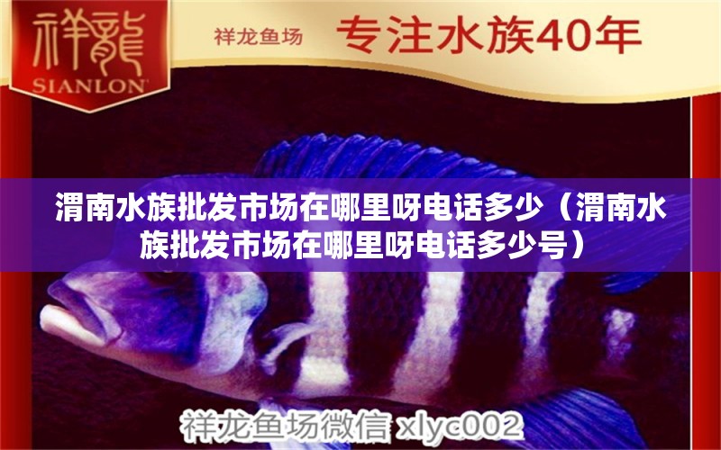 渭南水族批发市场在哪里呀电话多少（渭南水族批发市场在哪里呀电话多少号）