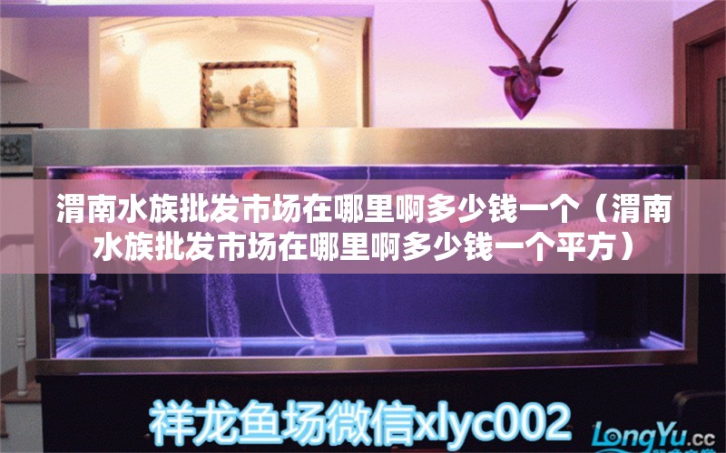 渭南水族批发市场在哪里啊多少钱一个（渭南水族批发市场在哪里啊多少钱一个平方）