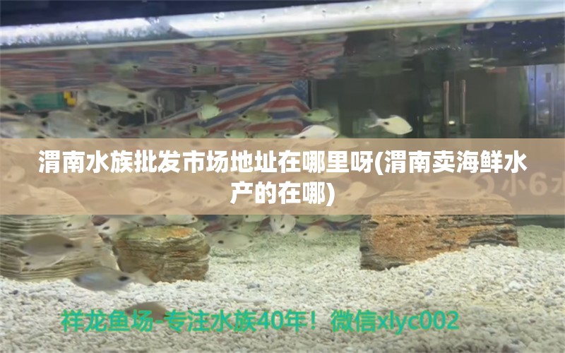 渭南水族批发市场地址在哪里呀(渭南卖海鲜水产的在哪) 观赏鱼水族批发市场