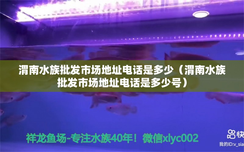 渭南水族批发市场地址电话是多少（渭南水族批发市场地址电话是多少号） 观赏鱼水族批发市场