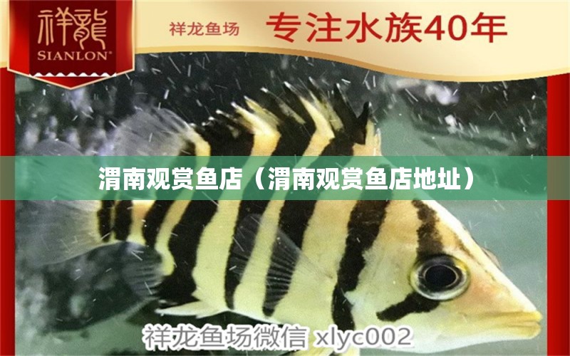 渭南观赏鱼店（渭南观赏鱼店地址） 观赏鱼市场