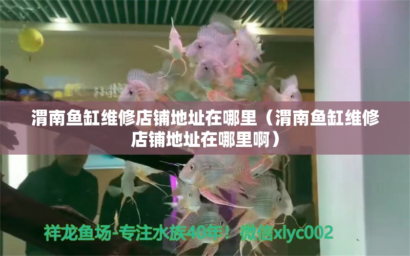 渭南鱼缸维修店铺地址在哪里（渭南鱼缸维修店铺地址在哪里啊） 斑马鸭嘴鱼苗