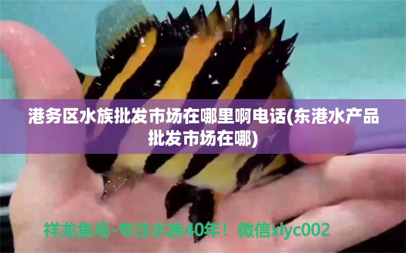 港务区水族批发市场在哪里啊电话(东港水产品批发市场在哪) 观赏鱼水族批发市场