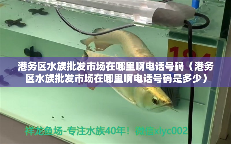 港务区水族批发市场在哪里啊电话号码（港务区水族批发市场在哪里啊电话号码是多少）