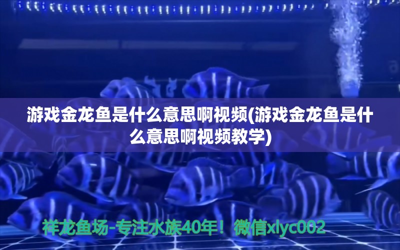 游戏金龙鱼是什么意思啊视频(游戏金龙鱼是什么意思啊视频教学)