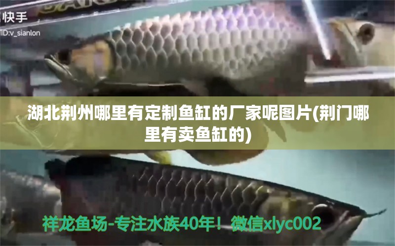 湖北荆州哪里有定制鱼缸的厂家呢图片(荆门哪里有卖鱼缸的) 蝴蝶鲤鱼苗