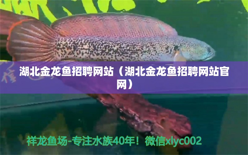 湖北金龙鱼招聘网站（湖北金龙鱼招聘网站官网）