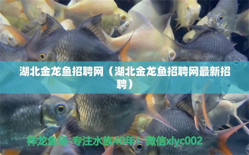 湖北金龙鱼招聘网（湖北金龙鱼招聘网最新招聘） 观赏鱼市场（混养鱼）