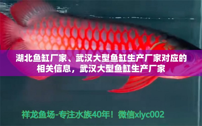 湖北鱼缸厂家、武汉大型鱼缸生产厂家对应的相关信息，武汉大型鱼缸生产厂家 海象鱼 第1张