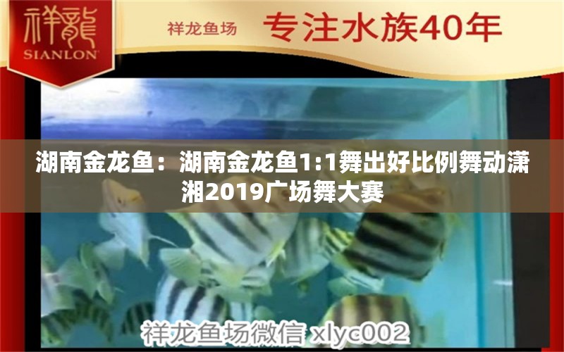 湖南金龙鱼：湖南金龙鱼1:1舞出好比例舞动潇湘2019广场舞大赛 龙鱼百科 第2张