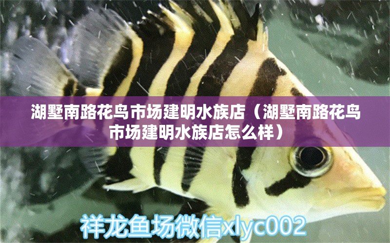 湖墅南路花鸟市场建明水族店（湖墅南路花鸟市场建明水族店怎么样） 全国水族馆企业名录