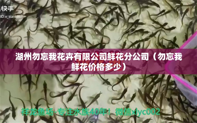 湖州勿忘我花卉有限公司鲜花分公司（勿忘我鲜花价格多少）