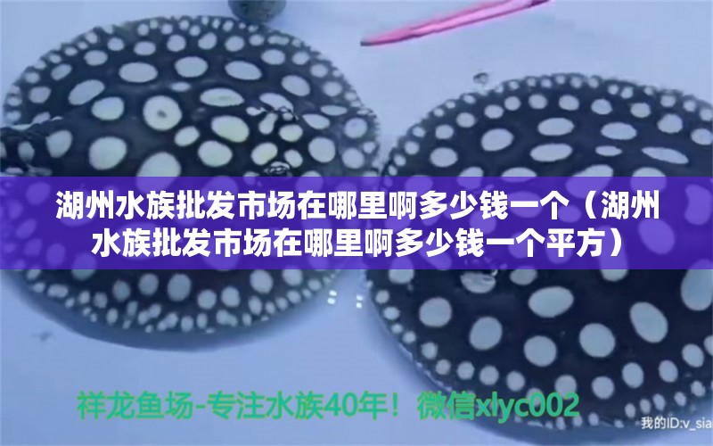 湖州水族批发市场在哪里啊多少钱一个（湖州水族批发市场在哪里啊多少钱一个平方）