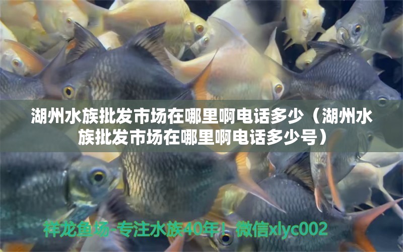 湖州水族批发市场在哪里啊电话多少（湖州水族批发市场在哪里啊电话多少号）