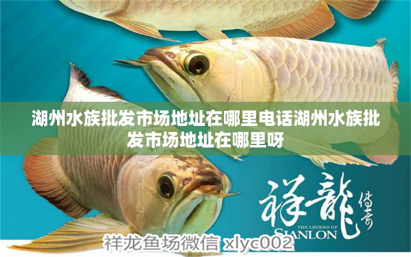 湖州水族批发市场地址在哪里电话湖州水族批发市场地址在哪里呀