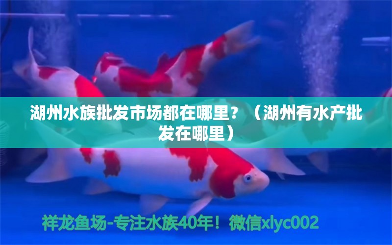 湖州水族批发市场都在哪里？（湖州有水产批发在哪里）