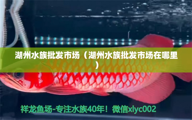 湖州水族批发市场（湖州水族批发市场在哪里）