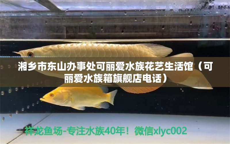 湘乡市东山办事处可丽爱水族花艺生活馆（可丽爱水族箱旗舰店电话） 鱼缸/水族箱