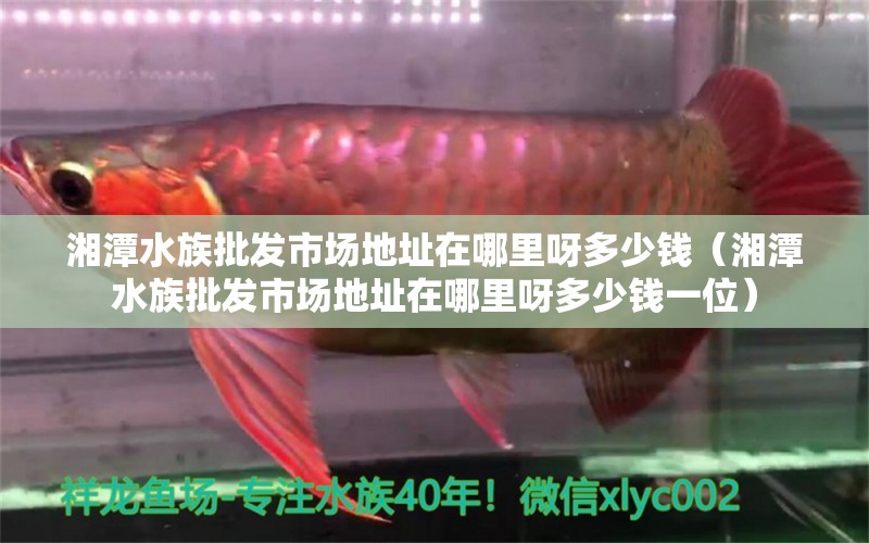 湘潭水族批发市场地址在哪里呀多少钱（湘潭水族批发市场地址在哪里呀多少钱一位）