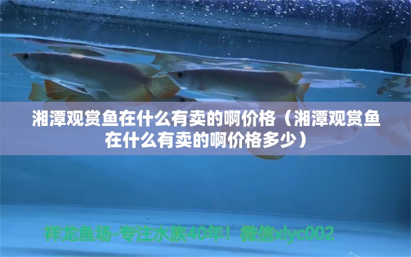 湘潭观赏鱼在什么有卖的啊价格（湘潭观赏鱼在什么有卖的啊价格多少）