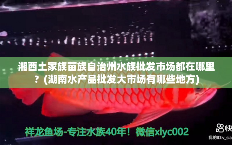 湘西土家族苗族自治州水族批发市场都在哪里？(湖南水产品批发大市场有哪些地方) 观赏鱼水族批发市场