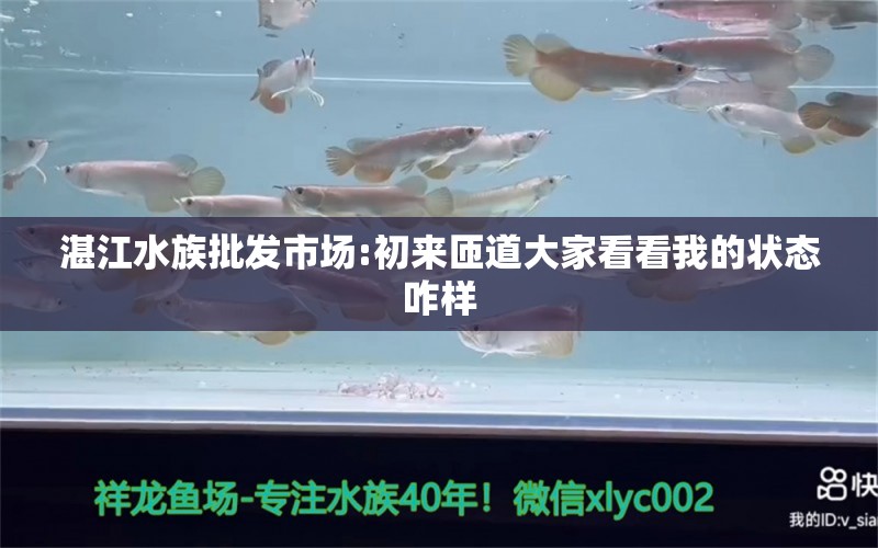 湛江水族批发市场:初来匝道大家看看我的状态咋样 观赏鱼水族批发市场