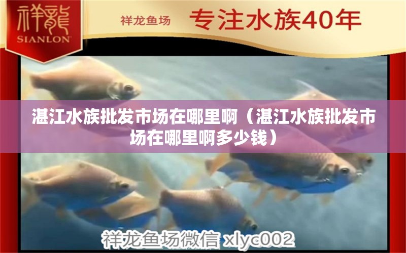 湛江水族批发市场在哪里啊（湛江水族批发市场在哪里啊多少钱） 观赏鱼水族批发市场