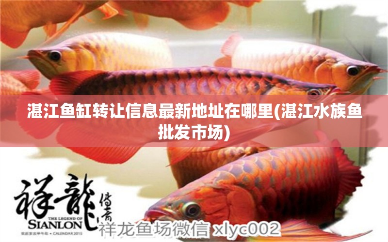 湛江鱼缸转让信息最新地址在哪里(湛江水族鱼批发市场) 黑金魟鱼 第1张