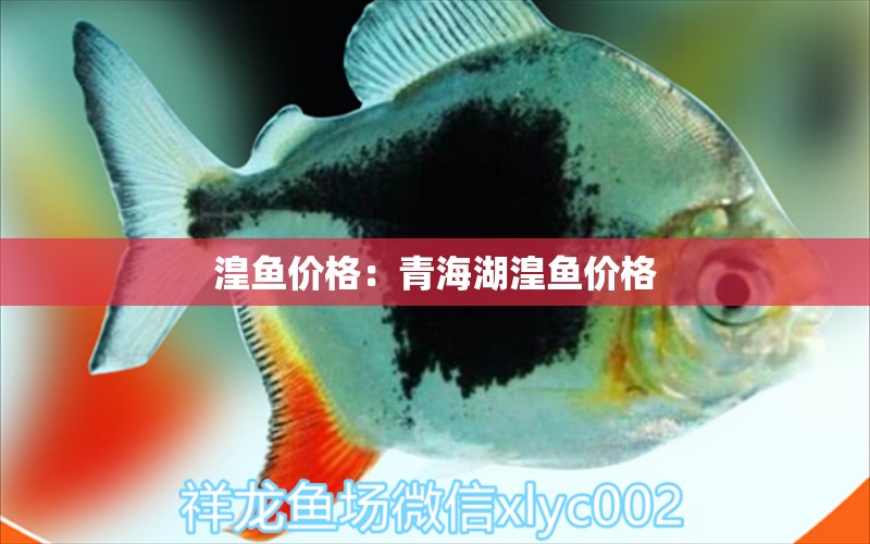 湟鱼价格：青海湖湟鱼价格