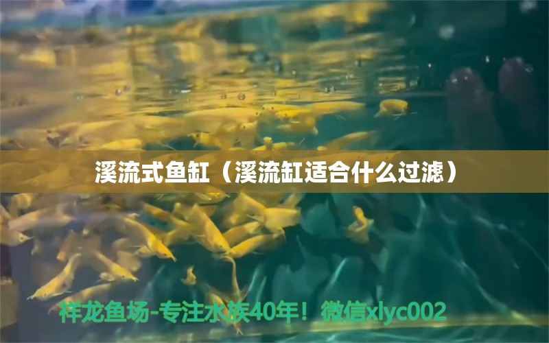 溪流式鱼缸（溪流缸适合什么过滤） 量子养鱼技术