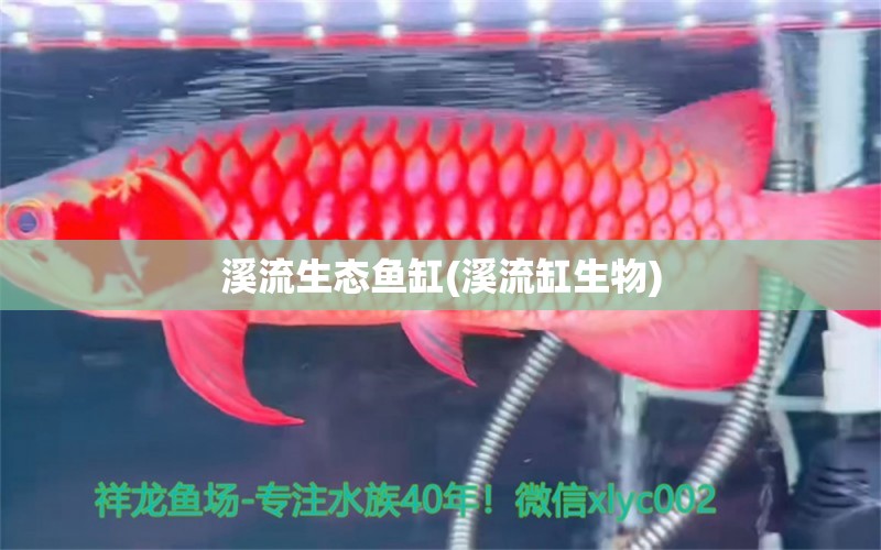 溪流生态鱼缸(溪流缸生物) 招财战船鱼