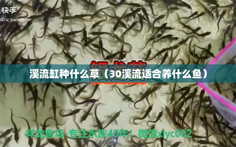 溪流缸种什么草（30溪流适合养什么鱼） 广州景观设计 第2张