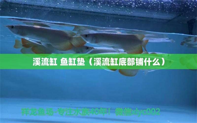 溪流缸 鱼缸垫（溪流缸底部铺什么）