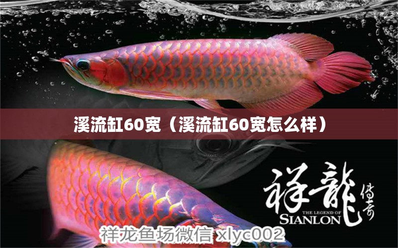 溪流缸60宽（溪流缸60宽怎么样）