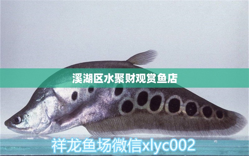 溪湖区水聚财观赏鱼店 全国水族馆企业名录