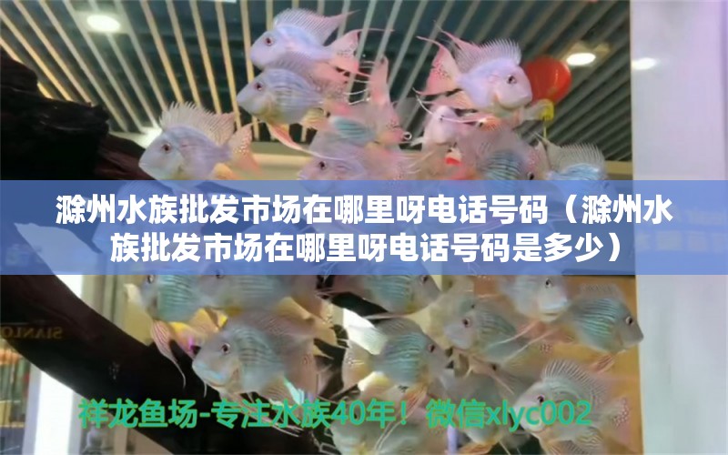 滁州水族批发市场在哪里呀电话号码（滁州水族批发市场在哪里呀电话号码是多少）