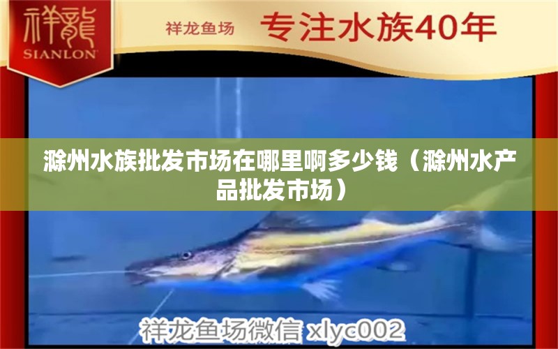 滁州水族批发市场在哪里啊多少钱（滁州水产品批发市场）