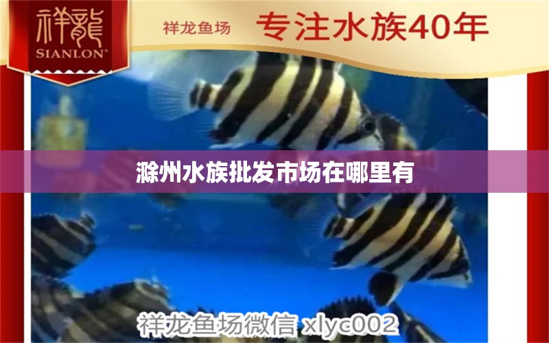 滁州水族批发市场在哪里有