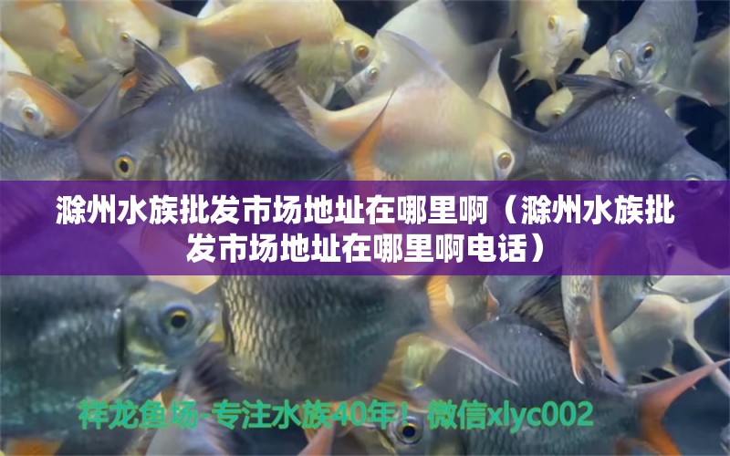 滁州水族批发市场地址在哪里啊（滁州水族批发市场地址在哪里啊电话）