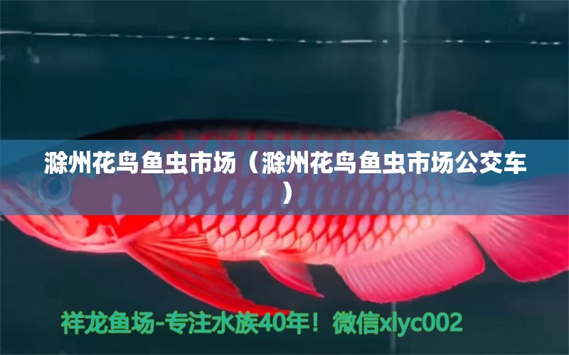 滁州花鸟鱼虫市场（滁州花鸟鱼虫市场公交车） 观赏鱼水族批发市场