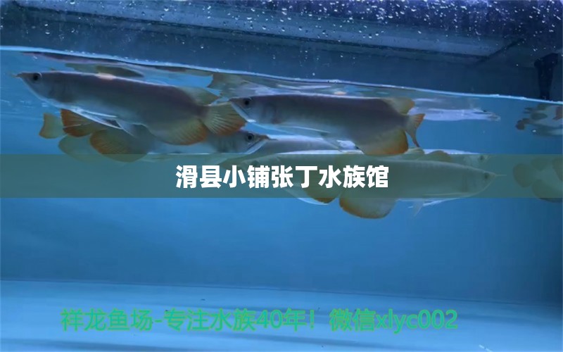 滑县小铺张丁水族馆