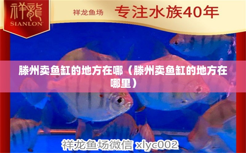 滕州卖鱼缸的地方在哪（滕州卖鱼缸的地方在哪里） 祥龙水族医院