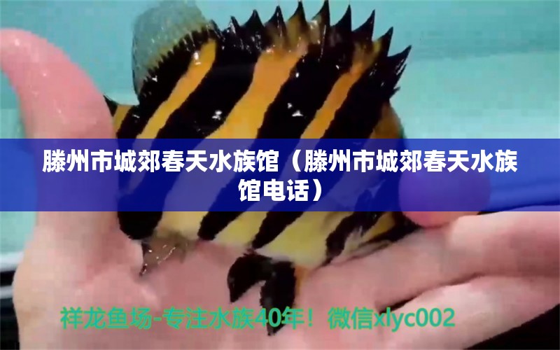 滕州市城郊春天水族馆（滕州市城郊春天水族馆电话） 全国水族馆企业名录