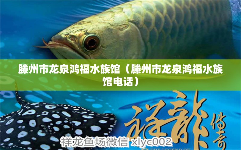 滕州市龙泉鸿福水族馆（滕州市龙泉鸿福水族馆电话） 全国水族馆企业名录