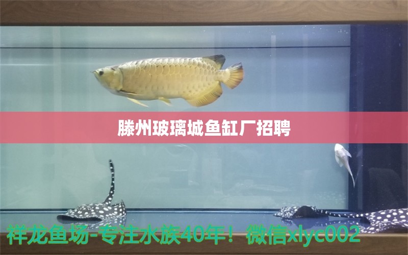 滕州玻璃城鱼缸厂招聘 祥龙鱼场